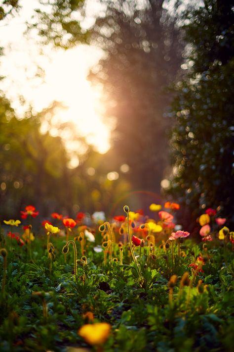 Good Afternoon by J.F. Peng on 500px Foto Art, Jolie Photo, Good Afternoon, Exotic Plants, Foto Inspiration, On The Ground, The Grass, Flowers Photography, Beautiful Photography