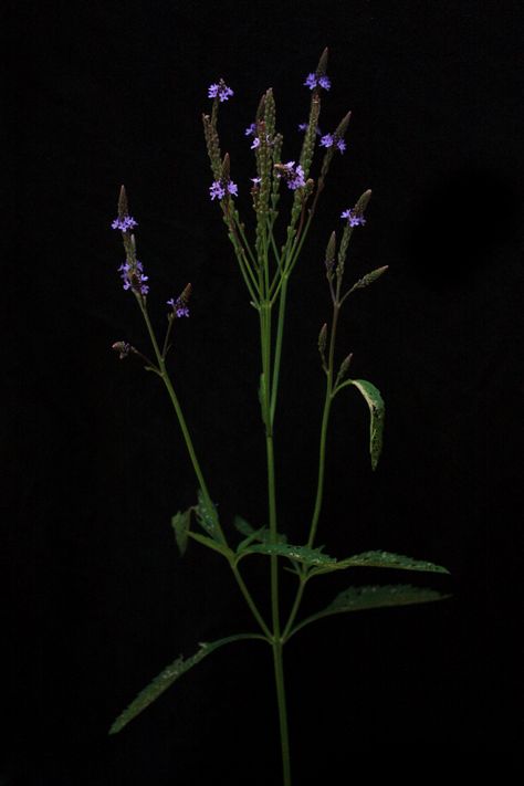 https://flic.kr/p/6RHUCA | Verbena hastata - Blue Vervain | Blue vervain (Verbena hastata) is a common wildflower of moist meadows and marsh edges across Massachusetts. Tvd Vervain Tattoo, Vervain Plant, Vervain Aesthetic, Vervain And Wolfsbane Tattoo, Blue Vervain, Blue Vervain Tincture, Blue Vervain Tea, Verbena Plant, Common Wildflowers