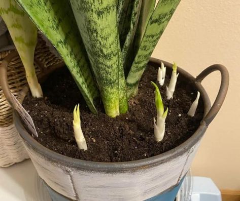 How To Force a Snake Plant to Produce Pups for Unlimited Sansevierias Snake Plant Indoor, Snake Plant Propagation, Water Plants Indoor, Snake Plant Care, Grandma's Recipes, Sansevieria Plant, Household Plants, Plant Care Houseplant, Inside Plants