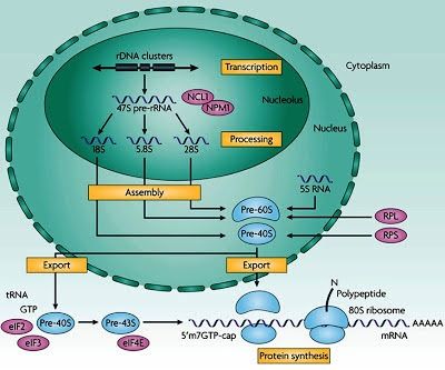 How Ribosome subunits are synthesized in the nucleolus? Biology Notes Cell Structure, Nucleic Acid Structure, Protozoa Microbiology, Nucleophilic Substitution, Dna Transcription, Endoplasmic Reticulum Diagram, Medicine Studies, Protein Synthesis, Ap Biology