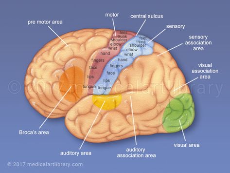 Cerebral Cortex - Functional Areas - Medical Art Library @ilovemygoattote.com #brain #nervoussystem #rightbrain #leftbrain #rehabilitation #mentalhealth Wernicke's Area, Brain Based Learning, Cerebral Cortex, Frontal Lobe, Brain Facts, Brain Anatomy, The Human Brain, Medical School Studying, Art Library