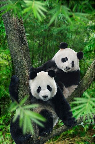 Singapore River Safari! | These images have been supplied to… | Flickr Panda Bears Wallpaper, Spirit Guides Meditation, Funny Panda Pictures, Singapore River, Panda Images, Teddy Bear Wallpaper, Wild Animals Photos, Panda Bears, Cute Panda Wallpaper