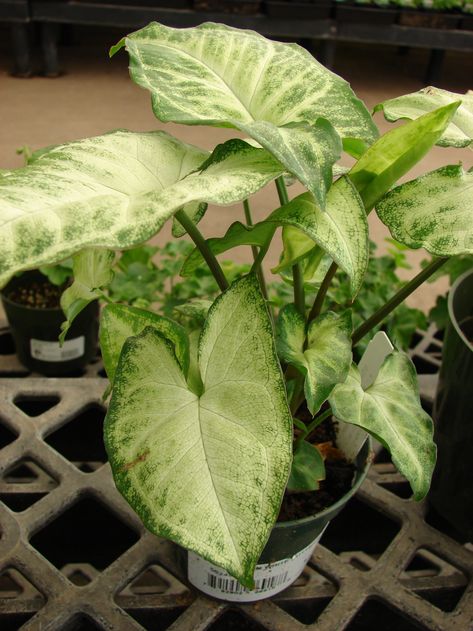 Syngonium Podophyllum, Nature Photography Trees, Arrowhead Plant, Nature Photography Flowers, Butterfly Plants, House Plants Indoor, Propagating Plants, Nature Plants, White Butterfly