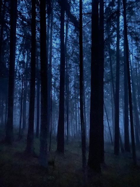 dark forest Gloomy Forest, Night Trees, Dark Woods, Forest Core, Dark Tree, Haunted Forest, Forest Light, Evergreen Forest, Forest Background