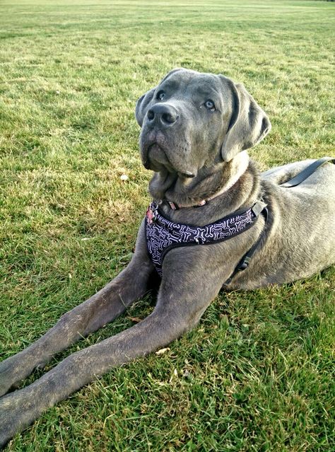 6 months old female cane corso.. I love my baby! Female Cane Corso, Cane Corso Puppies, Cane Corso Dog, Corso Dog, 6 Month Olds, Cane Corso, My Baby, 6 Months, Puppies