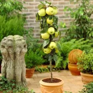 Tall and Skinny Columnar Fruit Trees | NatureHills.com Fruit Trees In Containers, Grapevine Growing, Patio Fruit Trees, Apple Picture, Golden Delicious Apple, Patio Trees, Growing Fruit Trees, Columnar Trees, Allotment Gardening