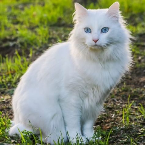 Angora turc : prix, caractère, alimentation, santé Beautiful Cat