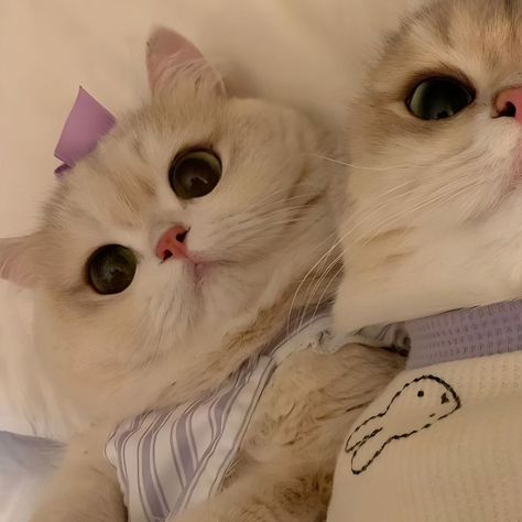 Cute Cats Couple Dp, Matching Animals Pfp, Pair Profile Picture, Cats Couple Dp, Cat Couple Pfp, Matching Cat Pfp, Renee Bellerive, Key Key, Couple Pfp