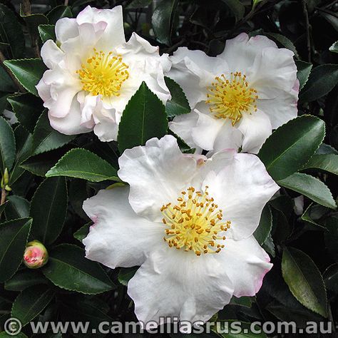 Camellia Setsugekka, Camellia Sasanqua, Flower Colour, White Gardens, Garden Theme, Plant Species, Single Flower, Large Plants, Landscape Architect