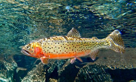 Trout Species, River Fish, Cutthroat Trout, Reference Photos For Artists, River Fishing, Colorado River, Underwater Photography, Reference Photos, Art References