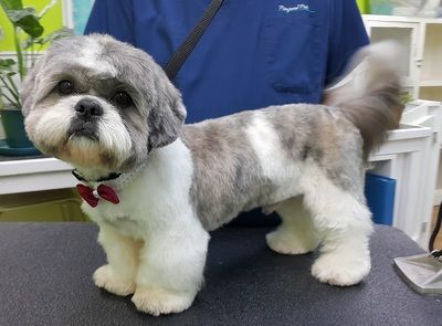 Malshi Haircuts Short, Shipoo Dog Haircuts, Shihpoo Grooming Styles, Corte Shitzu, Shitzu Dogs Haircuts, Shih Tzu Grooming Styles, Dog Grooming Shih Tzu, Puppy Haircut, Shih Tzu Haircuts