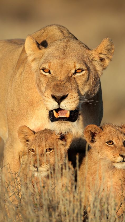 Nature is tough, in Africa 50% of lion cubs die before they reach the age of 2. Lioness With Cubs, Lion Female, Nature Animation, Cubs Wallpaper, Lion Kings, Tierischer Humor, Lioness And Cubs, Lion Cubs, Female Lion