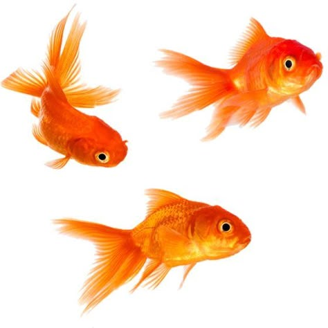 Goldfish Photography, Arte Inspo, Png Icons, Digital Sticker, Goldfish, Art Reference Photos, 그림 그리기, Cute Icons, Cute Stickers