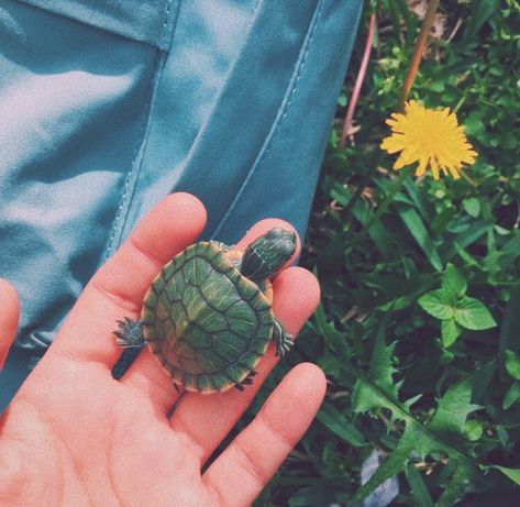 Turtle Aesthetic, Red Eared Slider Turtle, Slider Turtle, Water Turtle, Turtle Images, Tortoise Habitat, Pet Hacks, Cute Aesthetic, Brown Aesthetic