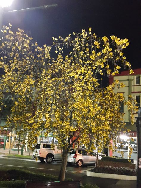 Our native Kowhai Tree (Sophora microphylla) in full glory Kowhai Tree Drawing, Sophora Microphylla, Kowhai Tree, Tree Garden Design, Waiheke Island, Tree Garden, Colour Art, Tree Drawing, Water Colour