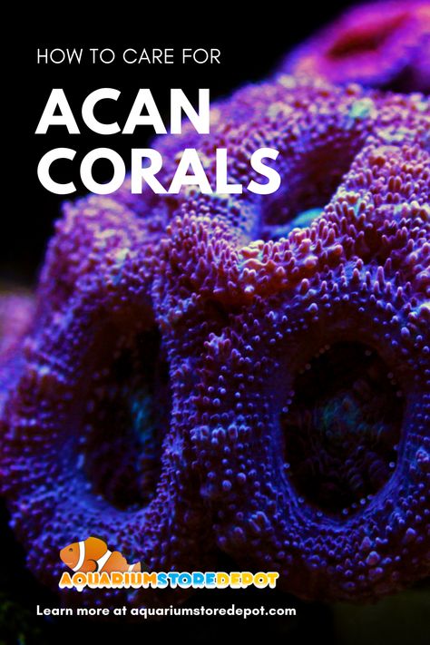 Coral Reef Tank, Aquarium Store, Sps Coral, Agatized Coral, Coral Reef Conservation, Purple Coral Reef, Soft Coral Reef Tank, Saltwater Aquarium Fish, Fish Care