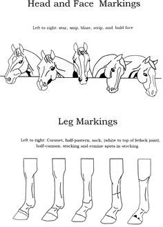 Horse Face Markings and Leg Worksheet Horse Worksheets, Horse Safety, Horse Markings, Horse Lessons, Horse Information, Horse Knowledge, Horse Facts, Horse Info, Horse Anatomy