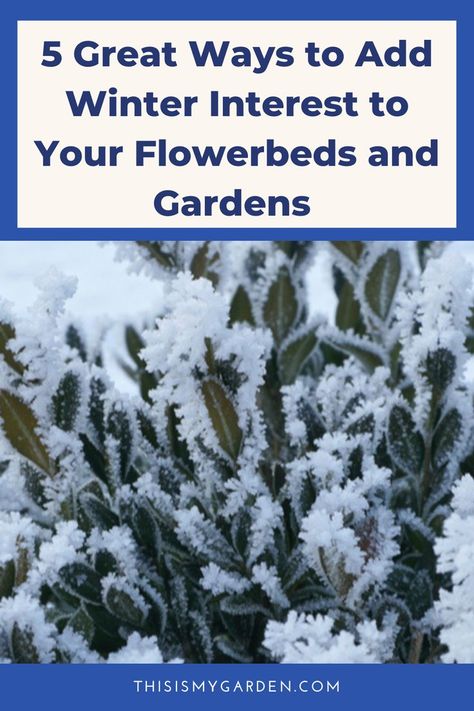 Winter can be really bleak and dreary, but that doesn't mean that your flowerbeds and gardens have to be as well! Check out these 5 great ways to add winter interest to your landscape area and keep it looking beautiful! Winter Landscaping Front Yard, Winter Interest Landscaping, Winter Landscaping Ideas, Winter Landscaping, Tree Mulch, Winter Shrubs, Icy Weather, Summer Planter, Winter Gardening