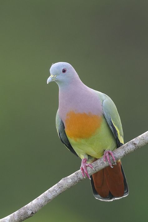 Pink Necked Green Pigeon, Pink Pigeon, Green Pigeon, Cute Pigeon, Pigeon Breeds, Dove Pigeon, World Birds, Dove Bird, Exotic Birds