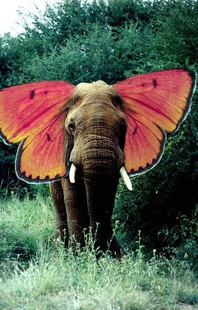 Konst Designs, Elephant Love, An Elephant, A Butterfly, Animal Kingdom, Animals Beautiful, Collage Art, Animals Wild, Surrealism