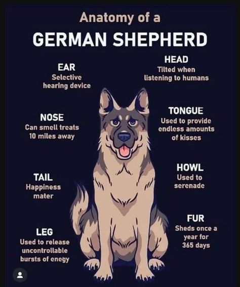 Pet Care Printables, Types Of German Shepherd, German Shepherd Puppies Training, Shiloh Shepherd, Cute Dog Quotes, German Sheperd Dogs, Dog Poems, German Shepherd Breeds, Dog Anatomy