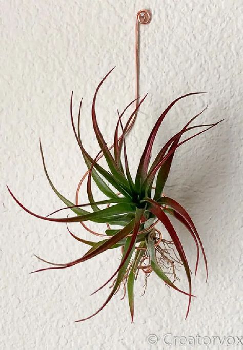 33 DIY Air Plant Holder Ideas & Plans Plant Holder Diy, Air Plants Diy, Air Plant Garden, Large Air Plants, Air Plants Decor, Diy Fleur, Air Plants Care, Air Plant Display, Tillandsia Air Plant