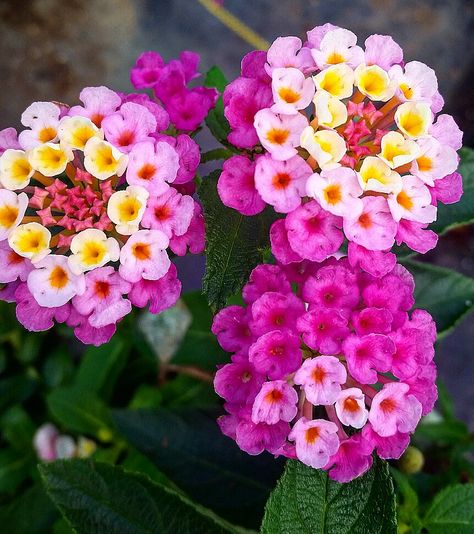 Lantana Lantana Tattoo, Common Lantana, Lantana Flower, Lantana Plant, Butterfly Garden Plants, Lantana Camara, Making Plant Pots, Flower Close Up, Flower Gardening