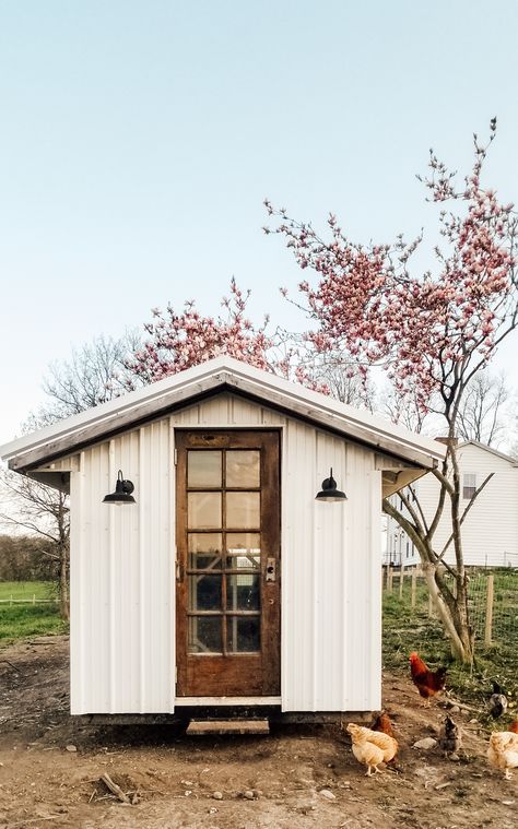 Diana Marie Home Our white farmhouse chicken coop in spring on the farm #chickencoop #whitefarmhouse #chickens #DIYchickencoop #dianamariehome Buff Orpington Rooster, Olive Egger Chicken, Farmhouse Chicken Coop, Spring On The Farm, Easter Egger Chicken, Thrift With Me, Raising Chicks, Rhode Island Red, Floor Length Mirror