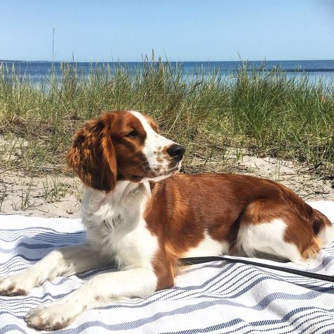 Welsh Springer Spaniel, Stockholm Archipelago, Ordinary Life, Watch Dogs, Dog Beach, Spaniel Dog, Baywatch, Vision Boards, Springer Spaniel