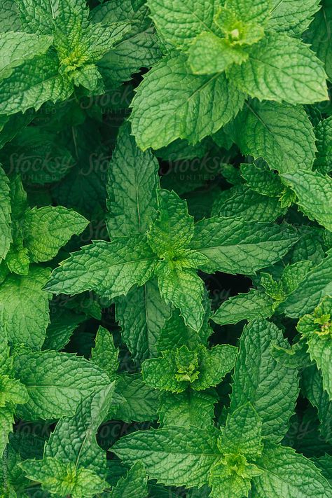 Gum Spearmint, Champagne Cocktail, Plant Photography, Art Direction, Photo Art, Gum, Plant Leaves, Champagne, Royalty Free Stock Photos