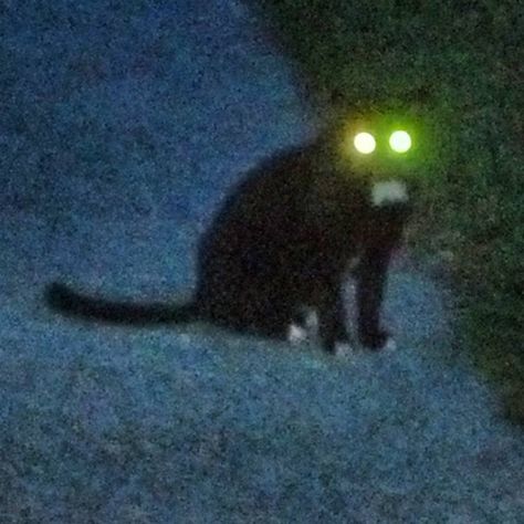 This is my feral kitty that I feed along my route. Such a sweetie so that is what I call it! A Black Cat, A Black, Black Cat, Green, Black