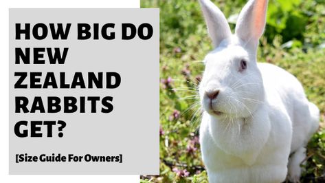 How Big Do New Zealand Rabbits Get? [Size Guide For Owners] #newzealandrabbit ##newzealandrabbitsize #newzealandrabbits #petnewzealandrabbit #petrabbit #rabbitsize #rabbitsizeguide Breeding Rabbits For Meat, New Zealand Rabbits Colors, Facts About Rabbits, New Zealand Rabbits, Rabbit Information, Rabbit Farm, Raising Rabbits, Rabbit Care, White Rabbits