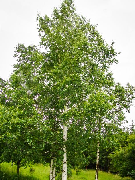 Buy European White Birch Trees (Betula Pendula) Online. Free Shipping On All Orders Over $99 with Our Arrive Alive Guarantee. European White Birch, Betula Pendula, White Birch Trees, Planting Calendar, Specimen Trees, Potted Trees, Silver Birch, Birch Trees, White Birch