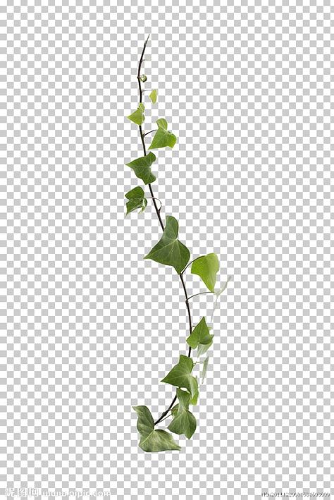 Vines Backgrounds, Vines Png, Ivy Illustration, Ivy Draw, Vines Photography, Virginia Creeper Vine, Vine Greenery, Common Ivy, Vines Art