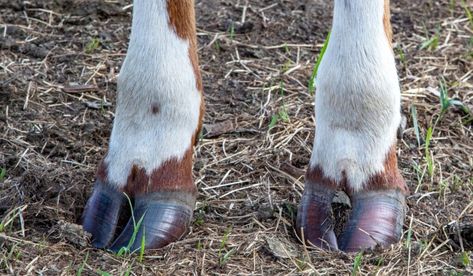 Cow Hoof, Cow Quilt, Cow Hooves, Beef Cow, Dairy Cattle, Art Program, Beef Cattle, Animal Anatomy, Cattle Farming