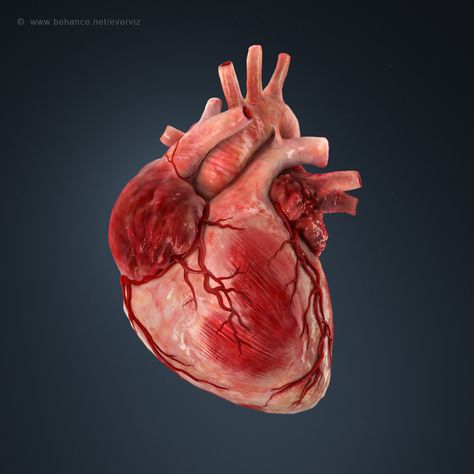 3d illustration of a human heart. on Behance Human Heart Art, Human Heart Anatomy, Heart Organ, Photo Mannequin, Anatomical Heart Art, Heart Real, Heart 3d, Animated Heart, Heart Anatomy