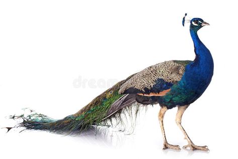 White And Blue Peacock, Picoke Bird Photo, Peacock Background, Peacock Photography, Silhouette Sport, Male Peacock, Birds Photography Nature, Clip Art Frames Borders, Peacock Images