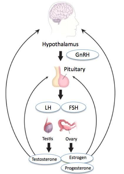 Hormones Nursing, Adrenal Hyperplasia, Androgen Insensitivity Syndrome, Congenital Adrenal Hyperplasia, Biology Worksheet, Brainwave Entrainment, Basic Anatomy And Physiology, Nurse Study Notes, Vet School