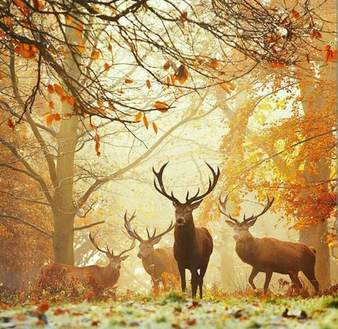 Beautiful Fall days Deer Background, Autumnal Equinox, Richmond Park, Magic Forest, Wild Adventures, 1000 Piece Jigsaw Puzzles, Autumn Forest, Magical Forest, Autumn Aesthetic