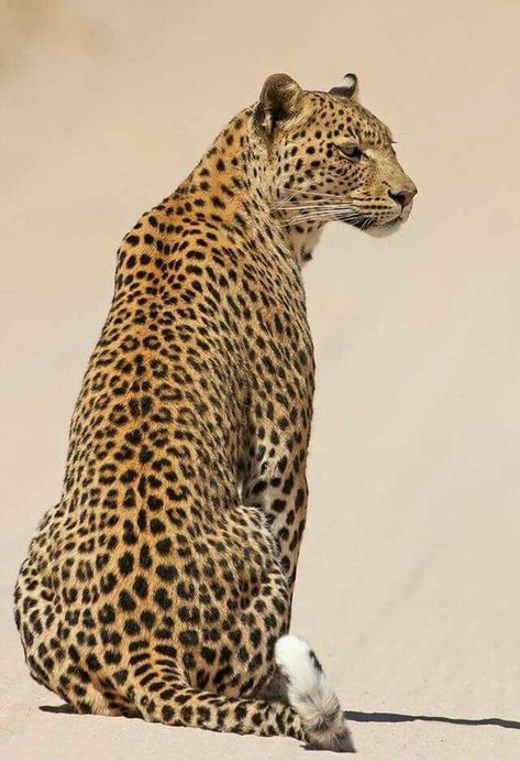 African Animals Photography, Jaguar Animal, Ear Tattoo Ideas, Ear Tattoos, Leopard Art, Big Cats Art, World Wide Web, Majestic Animals, Cat Family