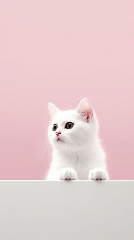 Cat animal mammal kitten.  | premium image by rawpixel.com / Sasi Wallpaper Iphone Cat, Cat Iphone Wallpaper, Cats Wallpaper Iphone, Iphone Wallpaper Pink, Post Wallpaper, Wallpaper Cats, Pastel Background Wallpapers, Iphone Wallpaper Cat, Cute Bunny Pictures