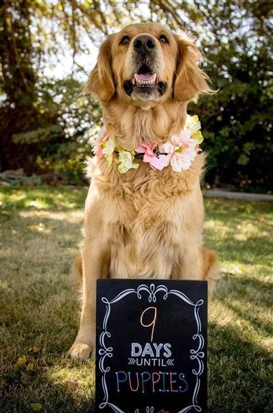 Golden retriever gets adorable maternity photo shoot (and 11 puppies!) - TODAY.com Dogs In Weddings, Arte Dachshund, Wedding Theme Inspiration, Pregnant Dog, Dog Photoshoot, House Photography, Puppy Photos, Retriever Puppy, Dogs Golden Retriever