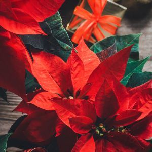 Uncover the secret to vibrant poinsettia blooms! Learn when to transition your plant to darkness for a stunning holiday display. Expert tips for nurturing your poinsettia to perfection. Homemaking Skills, Poinsettia Care, Holiday Display, Healthy Environment, New Growth, Christmas Star, Quick Guide, Colorful Leaves, Bright Stars