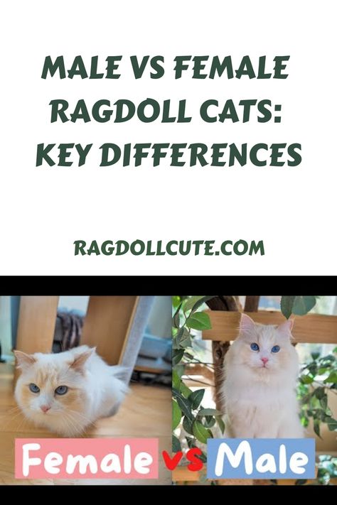 Welcome to our guide on the key differences between male vs female Ragdoll cats. Ragdolls are a beloved breed known for their affectionate nature and beautiful Male Ragdoll Cat, Ragdoll Cat Names, Ragdoll Cat Colors, Cat Personality, Male Vs Female, Cat Personalities, Ragdoll Cats, Ragdoll Cat, Cat Names