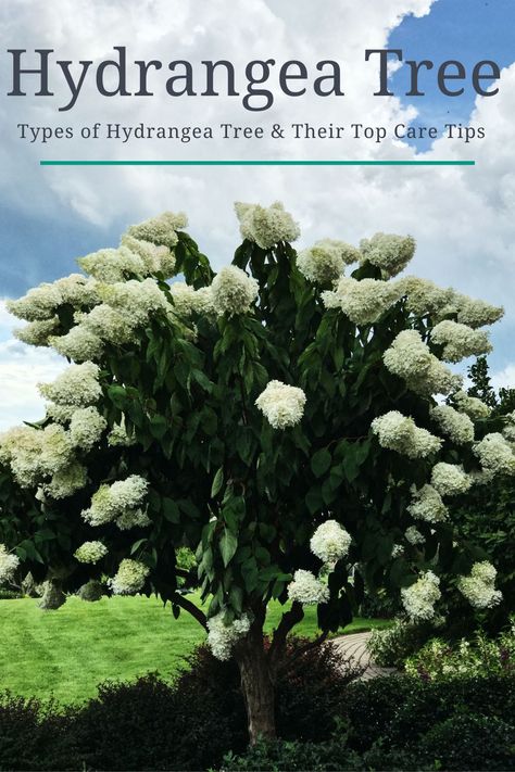 The hydrangea tree originated from a hydrangea plant, which looks exceptionally aesthetic in a house's backyard. Its scientific name is Hydrangea Paniculata. Hydrangea Tree Landscaping Ideas, Lime Light Hydrangea Tree, Hydrangea Tree Landscaping, Bobo Hydrangea, Hydrangea Plant, Garden Hydrangea, Tree Types, Hydrangea Tree, Types Of Hydrangeas