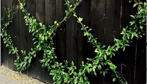 Jasmine is a great vine to grow in warm and mild climates. They prefer full sun but can tolerate light shade. Read more. Creeping Jasmine Vine, Wire Trellis Fence Climbing Vines, Trellis Jasmine, Star Jasmine Trellis, Virginia Creeper Vine, Best Climbing Plants, Vine Fence, Privacy Fence Landscaping, Indoor Vines