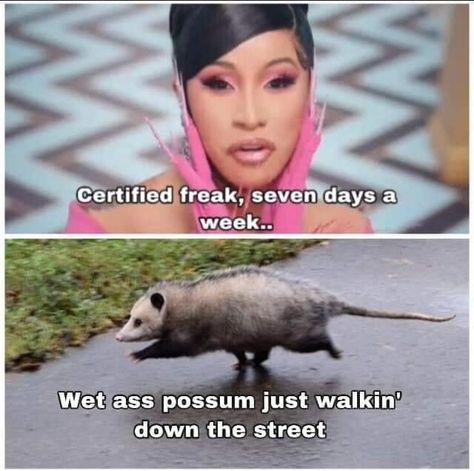 Sixteen Possum Memes For Marsupial Enthusiasts - Memebase - Funny Memes Awesome Possum, Memes Of The Day, Trash Panda, Animal Memes, Funny Photos, Dankest Memes, Mood Pics, Really Funny, I Laughed