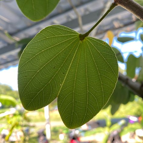 Poor Man's Orchid (Bauhinia variegata) Bauhinia Variegata, Vines, Beautiful Nature, Orchids, Planting Flowers, Plant Leaves, Floral, Flowers, Plants