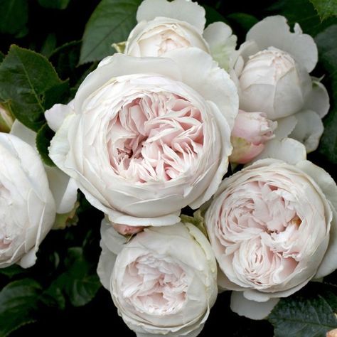 Earth Angel Rose, Flowers Opening, Săpunuri Handmade, Fragrant Roses, Rose Varieties, Types Of Roses, Apple A, David Austin Roses, Growing Roses