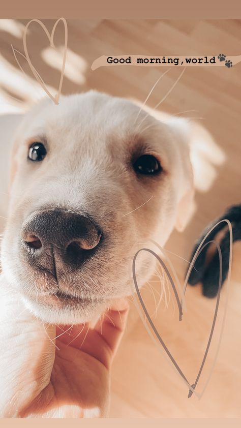 #aesthetic #puppy #labradorretriever #labradorpuppy Dog Story Instagram Idea, Cute Puppy Photography, Dog Instagram Ideas, Dog Snapchat Story, Dog Insta Story, Puppy Instagram Story, Dog Instagram Story, Aesthetic Instagram Pictures, Aesthetic Puppy